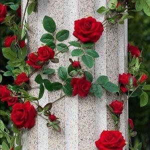 Meet your Posher, Isabel